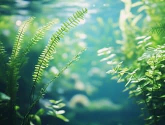 Aquarium sans pompe : durée survie poissons et solutions
