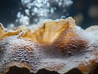 Oxygéner un aquarium sans pompe : La solution facile à mettre en place